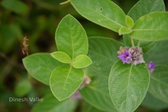 Neuracanthus sphaerostachys